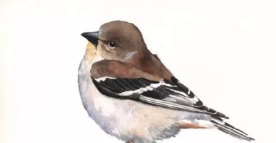 这些优雅的小精灵，好可爱！ - 图画吧TUHUABA