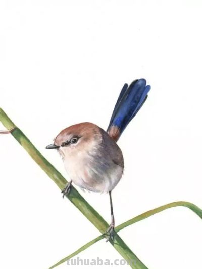 这些优雅的小精灵，好可爱！ - 图画吧TUHUABA