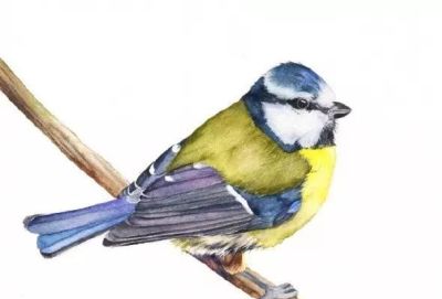 这些优雅的小精灵，好可爱！ - 图画吧TUHUABA