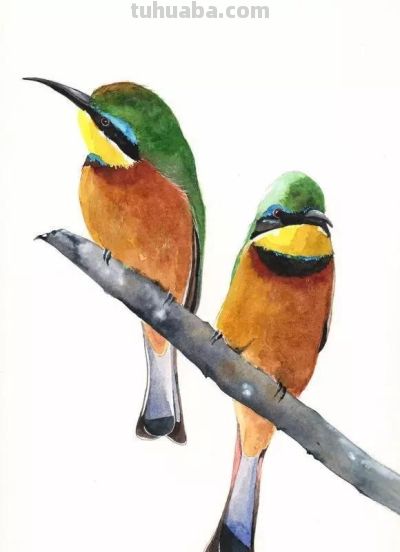 这些优雅的小精灵，好可爱！ - 图画吧TUHUABA