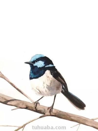 这些优雅的小精灵，好可爱！ - 图画吧TUHUABA