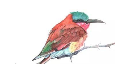 这些优雅的小精灵，好可爱！ - 图画吧TUHUABA