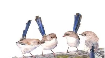 这些优雅的小精灵，好可爱！ - 图画吧TUHUABA