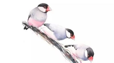 这些优雅的小精灵，好可爱！ - 图画吧TUHUABA