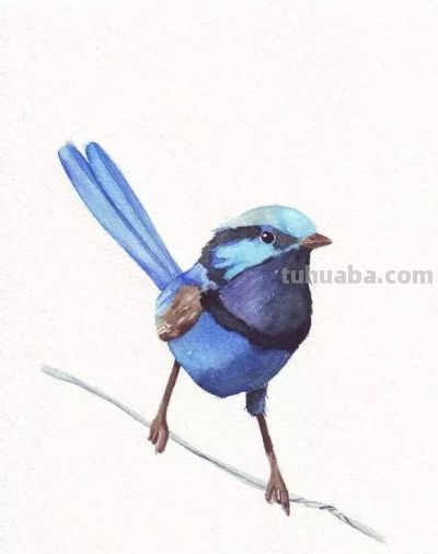 这些优雅的小精灵，好可爱！ - 图画吧TUHUABA