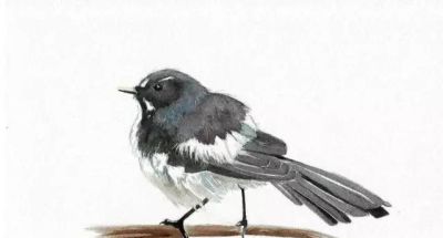 这些优雅的小精灵，好可爱！ - 图画吧TUHUABA