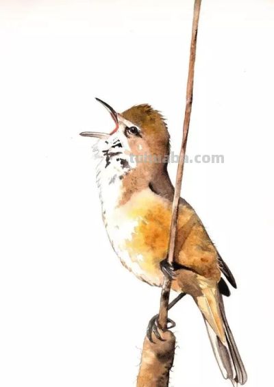 这些优雅的小精灵，好可爱！ - 图画吧TUHUABA