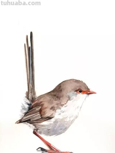 这些优雅的小精灵，好可爱！ - 图画吧TUHUABA