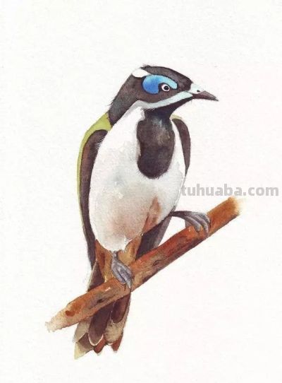 这些优雅的小精灵，好可爱！ - 图画吧TUHUABA