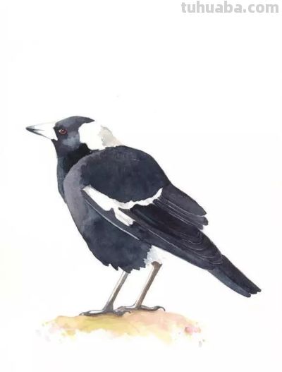 这些优雅的小精灵，好可爱！ - 图画吧TUHUABA