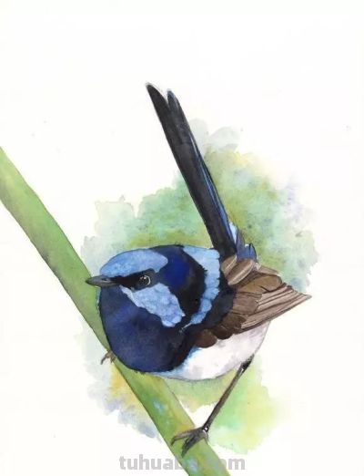 这些优雅的小精灵，好可爱！ - 图画吧TUHUABA