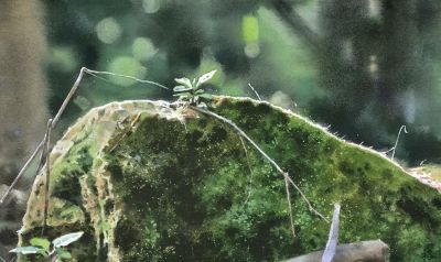 世界水彩：中国宝岛籍水彩画家林裕清 - 图画吧TUHUABA