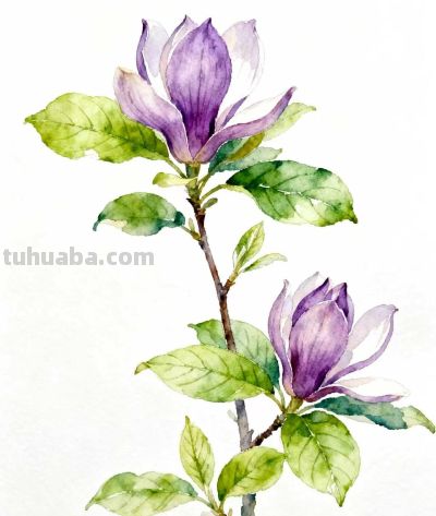 水彩画｜玉兰花 - 图画吧TUHUABA
