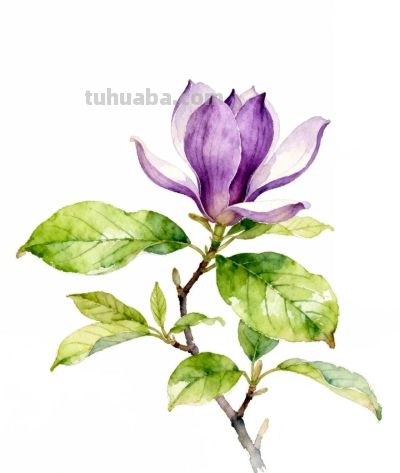 水彩画｜玉兰花 - 图画吧TUHUABA