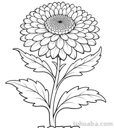 24张花卉手绘线稿图，你捡到宝了！ - 图画吧TUHUABA