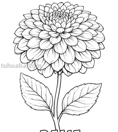 24张花卉手绘线稿图，你捡到宝了！ - 图画吧TUHUABA