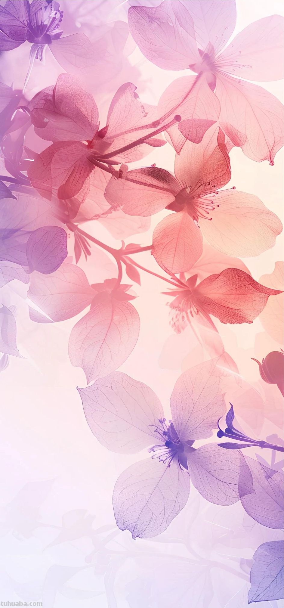 清新手绘｜创意花卉｜壁纸 - 图画吧TUHUABA