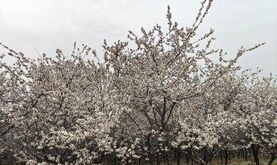 季节笔记：在又一个春天里的速写 - 图画吧TUHUABA