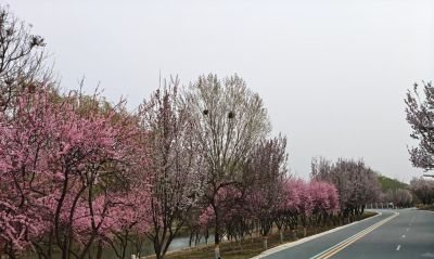 季节笔记：在又一个春天里的速写 - 图画吧TUHUABA