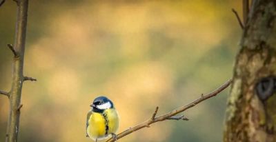 野生鸟类摄影相机怎么选？8款高性价比神机盘点，总有一款适合你 - 今日头条