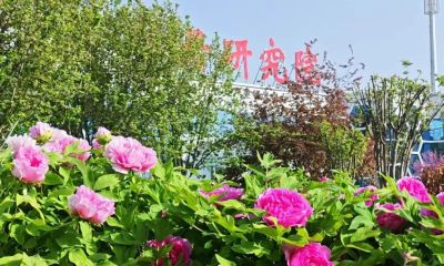 曹州美食汇&吃在尧舜｜倒计时3天，牡丹盛开 静待君来 - 图画吧TUHUABA