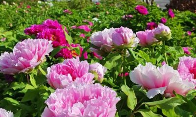 曹州美食汇&吃在尧舜｜倒计时3天，牡丹盛开 静待君来 - 图画吧TUHUABA