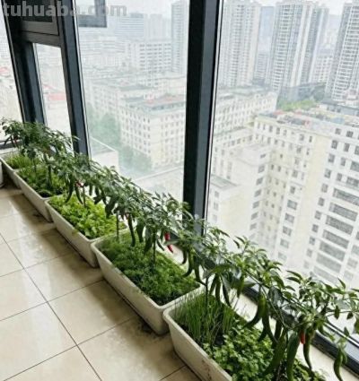 南方室内种辣椒，实现辣椒自由，随吃随摘，根本吃不完！ - 今日头条