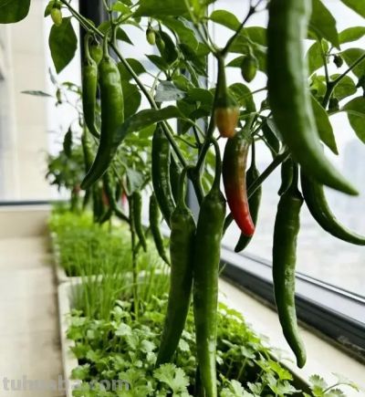 南方室内种辣椒，实现辣椒自由，随吃随摘，根本吃不完！ - 图画吧TUHUABA