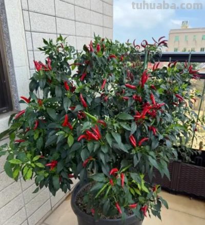南方室内种辣椒，实现辣椒自由，随吃随摘，根本吃不完！ - 图画吧TUHUABA