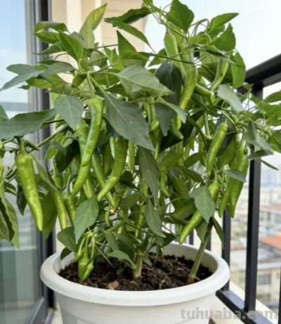 南方室内种辣椒，实现辣椒自由，随吃随摘，根本吃不完！ - 图画吧TUHUABA