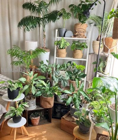 5个通用室内养花策略，防止积水烂根有一套 - 今日头条