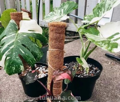 5个通用室内养花策略，防止积水烂根有一套 - 图画吧TUHUABA