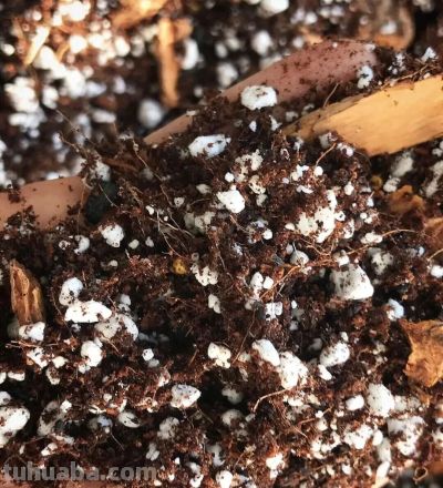 5个通用室内养花策略，防止积水烂根有一套 - 图画吧TUHUABA