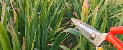 家庭种植大蒜，给它剪一刀，一个蒜头能长三两到半斤多 - 图画吧TUHUABA