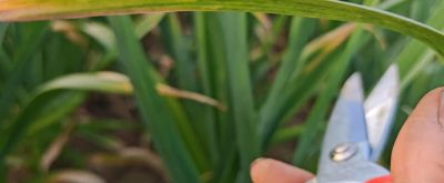 家庭种植大蒜，给它剪一刀，一个蒜头能长三两到半斤多 - 图画吧TUHUABA