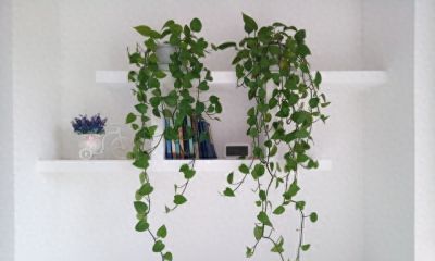 别乱剪绿萝了！花农透露：想爬墙就“清侧”，想爆盆就“掐尖” - 今日头条