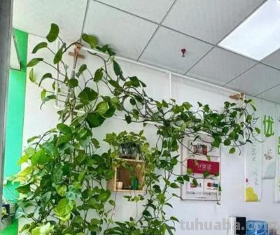 别乱剪绿萝了!花农透露:想爬墙就“清侧”,想爆盆就“掐尖” - 今日头条 别乱剪绿萝了!花农透露:想爬墙就“清侧”,想爆盆就“掐尖” - 图画吧TUHUABA