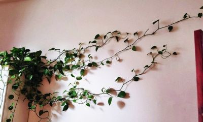 别乱剪绿萝了!花农透露:想爬墙就“清侧”,想爆盆就“掐尖” - 今日头条 别乱剪绿萝了!花农透露:想爬墙就“清侧”,想爆盆就“掐尖” - 图画吧TUHUABA