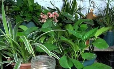 别乱剪绿萝了!花农透露:想爬墙就“清侧”,想爆盆就“掐尖” - 今日头条 别乱剪绿萝了!花农透露:想爬墙就“清侧”,想爆盆就“掐尖” - 图画吧TUHUABA