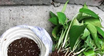 别乱剪绿萝了!花农透露:想爬墙就“清侧”,想爆盆就“掐尖” - 今日头条 别乱剪绿萝了!花农透露:想爬墙就“清侧”,想爆盆就“掐尖” - 图画吧TUHUABA