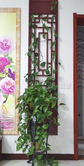 别乱剪绿萝了!花农透露:想爬墙就“清侧”,想爆盆就“掐尖” - 今日头条 别乱剪绿萝了!花农透露:想爬墙就“清侧”,想爆盆就“掐尖” - 图画吧TUHUABA