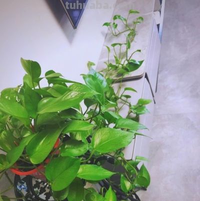 别乱剪绿萝了!花农透露:想爬墙就“清侧”,想爆盆就“掐尖” - 今日头条 别乱剪绿萝了!花农透露:想爬墙就“清侧”,想爆盆就“掐尖” - 图画吧TUHUABA