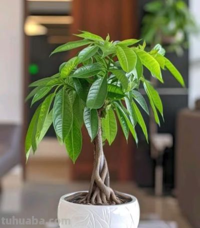 发财树总黄叶烂根？教你一招，四季常青不操心 - 图画吧TUHUABA