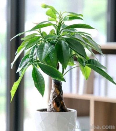 发财树总黄叶烂根？教你一招，四季常青不操心 - 今日头条