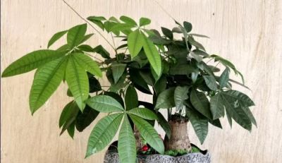 发财树总黄叶烂根？教你一招，四季常青不操心 - 图画吧TUHUABA