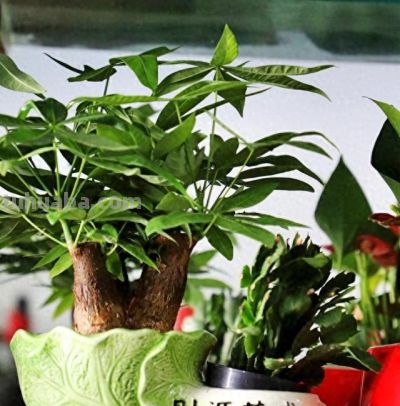 别再乱给发财树配土了！春天换盆这3种土，旺根又叶绿，越养越旺 - 今日头条