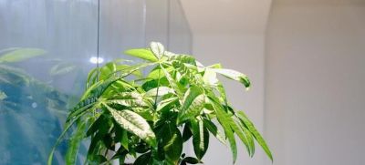 别再乱给发财树配土了！春天换盆这3种土，旺根又叶绿，越养越旺 - 图画吧TUHUABA