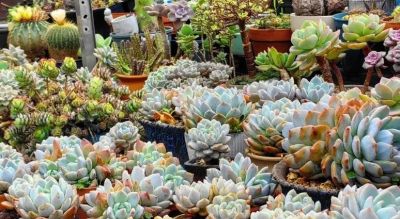 春天种多肉，室内用塑料盆，室外用陶盆，越节省，越吃亏！ - 图画吧TUHUABA