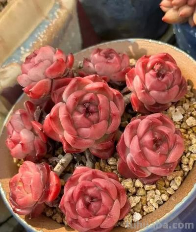 春天种多肉，室内用塑料盆，室外用陶盆，越节省，越吃亏！ - 图画吧TUHUABA