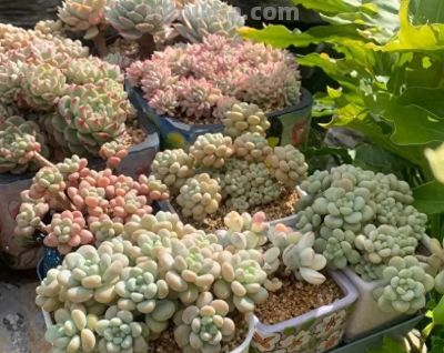 多肉还不拿到室外？等待何时？适应气温变化，度夏不会黑腐！ - 今日头条